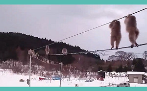 (影)日網友收到媽拍猴子大軍成群遷移 一點開影片傻眼:猴子的捷運線?