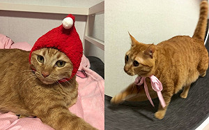 (影)奔跑吧阿喵！橘貓踩飛輪減重　只跑3秒直接躺下：太累惹