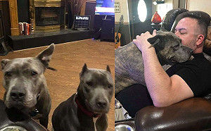 曾遭棄路邊卻仍相信人 2比特犬遇歹徒英勇救主人一命!