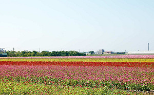 嘉義走春景點「鼠」不盡  南故宮特展「清明上河圖」