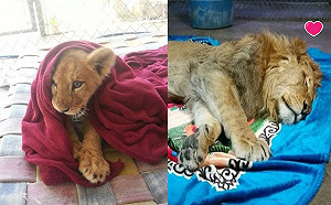 (影)獅子愛窩小被被 沒有它睡不著背後原因令人鼻酸