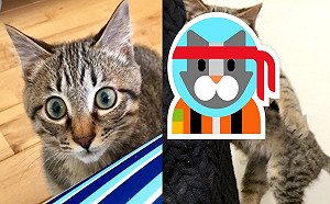 日本虎斑貓偷吃蒟蒻絲　被抓包還緊咬不放：人家就是要吃！