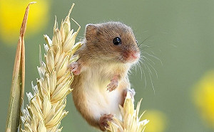 攝影師捕捉超迷你小巢鼠生活日常  萌萌童話感模樣超可愛！