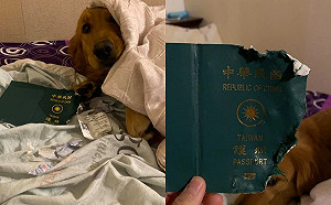 護照遭狗狗咬爛竟意外躲過武漢疫情 眾網友讚:護主神犬!