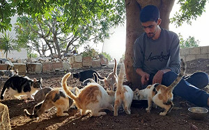敘利亞記者在戰地餵浪喵 心願:「盡可能帶走所有貓!」