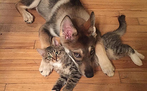 (影)主人帶哈士奇到收容所領養貓咪:「自己的家人自已選!」