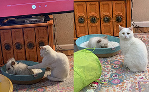 (影)鴨霸兔占睡窩 貓咪伸手趕人被漠視求救主人網笑:太委屈!