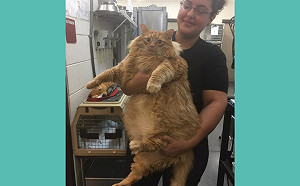 (影)橘貓被失智主人狂餵食 胖到收容所員工都驚呆!