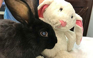 盲眼兔兔遭裝箱丟棄 無助緊抱心愛布偶:我們沒有家了嗎?