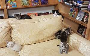 來了就不想走!加拿大書店能看書撸貓順便帶喵星人回家?