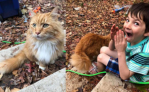 男孩因愛貓過世憂鬱不已 卻遇陌生喵喵主動撒嬌:牠派來的?