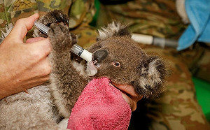 揪感心!澳洲軍人助救火 人手一隻無尾熊成超級奶爸奶媽