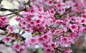 溪畔賞夜櫻!內湖公園櫻花接力綻放整個2月