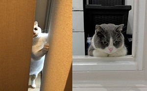 (影)喜歡看奴才洗澡的貓　可以給人家一點隱私嗎？