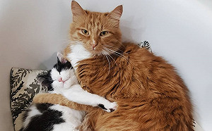 女子救援小浪貓暫時扶養 家中橘貓立刻攬入懷中:這隻偶的!