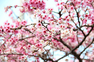 搭火車賞櫻去!全台5大賞花點綻放時間、交通方式看這裡