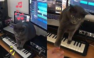 (影)貓咪堅持踩琴鍵推主不停阻擋 恐怖音樂驚悚襲來!