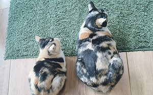 三花貓同胎出生體型差很大 網笑:罐罐肯定被同一隻吃掉!