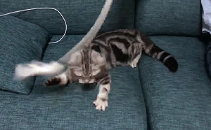 (影)奴才超近揮棒 主子雙手啪啪啪沒一掌打中網笑:不擅長當貓!