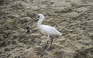 黑面琵鷺全球數量創新高！超過半數停台灣度冬