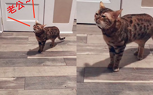 (影)貓咪不停哭腔喊「老公～」　10秒後「他」竟真的現身網笑翻！