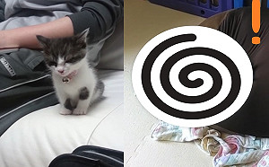 (影)小奶喵搖晃狂度咕硬要爸爸抱才肯睡　4年後畫風全走樣！