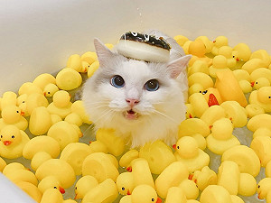 (影)來泡澡吧～布偶貓愛跟黃色小鴨洗香香　網：畫面超療癒！