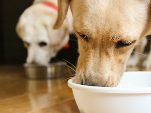 權威雜誌狗糧評比出爐!入選2020 WDJ的品牌有這些