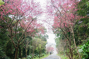 熱鬧迎元宵!搭淡海輕軌領錢母、五鼠提燈注財氣