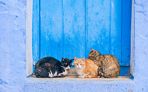 這裡好多貓可以吸!摩洛哥特有的文化圖像令人目不轉睛