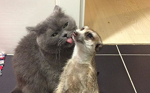 (影)狐獴愛上喵星人 不准主人抱走貓哥哥:牠是我的!