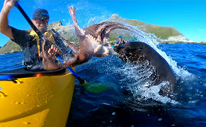 (影)海上划船驚遇章魚呼巴掌突襲 海豹:先生您的外送來囉~