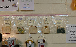 超噁!美教師5片土司實驗:乾洗手不能代替洗手