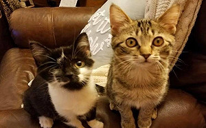 虎斑貓怕生耍孤僻 獨眼小賓士主動靠近:我們一起找家!