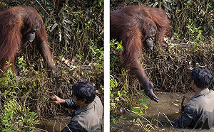 需要幫忙嗎？猩猩伸手助「一臂之力」爆紅　當事人說明了