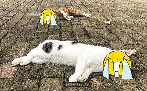 聽信陸媒報導「寵物會傳染疫情」 恐慌民眾竟狠摔貓狗!