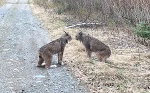 (影)猞猁派慶慶互相咆哮叫聲超魔性 網笑:根本小屁孩吵架!