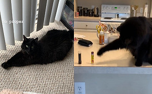 (影)黑貓伸手將桌上東西掃光光　網笑：手真的很癢！