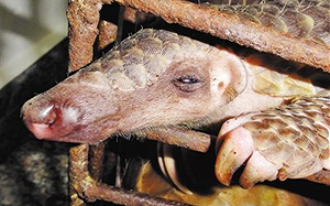 武漢肺炎》現在才想到?中國將《野生動物保護法》列今年立法重點