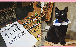 老闆外出「有問題問貓」 網笑:向黑貓問事收幾個罐罐?