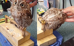 (影)貓頭鷹被搔頭舒服到「整隻翻車」 下秒軟Q回正一臉驚:什麼事都沒有!