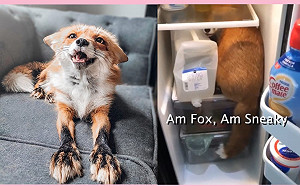 (影)狐狸被媽抓包偷鑽冰箱 找無零食跌倒生氣大叫:我不依啦!