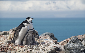 台灣女孩目睹南極冰山融化 發現頰帶企鵝50年減少77%