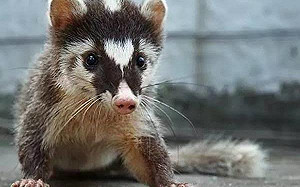 就是不長眼! 還在稱果子狸「全身是寶、肉可以吃」!武漢童書遭下架