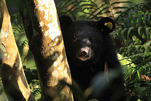 廣原小熊Mulas返台東野訓  最快5月中可重返森林