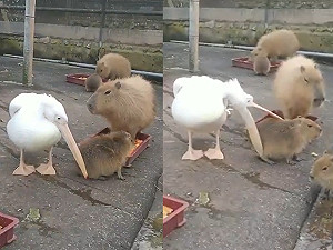 (影)遭鵜鶘張大嘴咬肚肚 水豚竟一臉享受:我肥我驕傲!