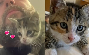 (影)小浪貓溜進披薩店　爬上老闆肩膀：朕決定「收編」你！