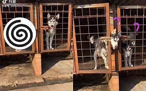 月月伸長脖子開鎖卻不出籠子 同伴全程觀看:牠四次元來的!