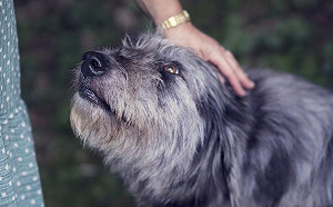 狗狗大便時總愛盯著主人看?背後的理由會讓主人小開心!