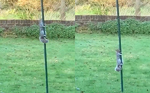 (影)松鼠愛偷吃!餵鳥器被抹油牠爬到絕望 網笑:是在搶孤逆?